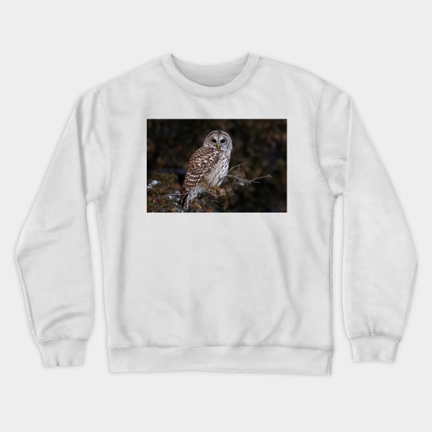 Barred Owl - Kanata Crewneck Sweatshirt by Jim Cumming
